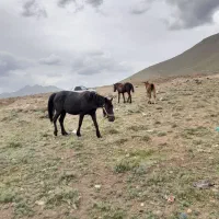 اسب باری پالونی فروش خرید