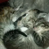 بچه گربه گوگولی DSH