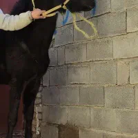 اسب