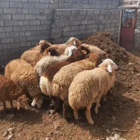بره  موجود