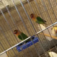 طوطی برزیلی