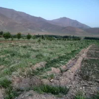 باغ ۲ ساله در روستای دربند