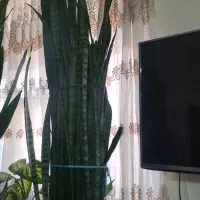 گل سانسوریا
