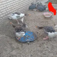 غاز،مرغ و مرغ شاخدار