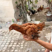 جوجه مرغ خروس