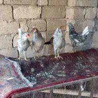 مرغ و خروس گلین لری چهلتاج طوسی