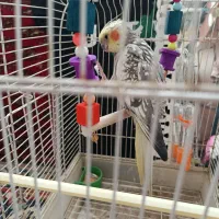 عروس هلندی نر