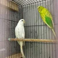 مرغ عشق مولد