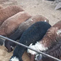 بره نرافشاردرجه یک