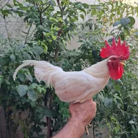 فروش دوعدد خروس جاپنیز ویک خروس از نژاد یوسل