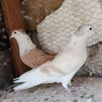 کبوتر زرد گلین دمگیر