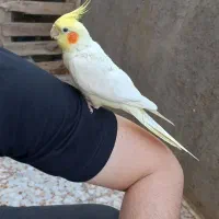عروس هلندی