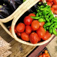 فروش گوجه بادمجان فلفل و صیفی جات