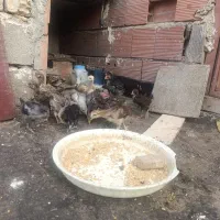 جوجه  لاری برهما و گلین