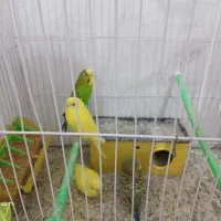 مرغ عشق با  جوجه و تخم هاش