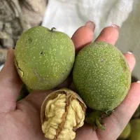 فروش گردو سردرختی