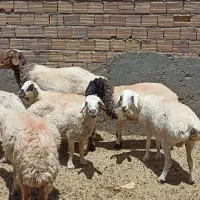 میش ابست شیره دار و قوچ کله بور