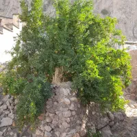 خانه کلنگی تغییر کاربری به مغازه مساحت 52 متر