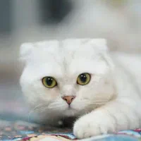 جفت یابی بریتیش اسکاتیش دبل فولد