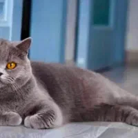 بالغ ماده بلو و لیلاک