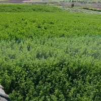 یونجه چین اول
