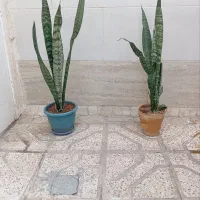 گل سانسوریا