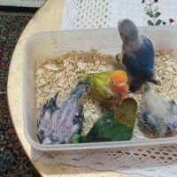 جوجه سرلاکی کوتوله وعروس هلندی