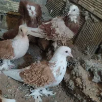 فروش جفت کبوتر جکسون مولد به شرط با جوجه وماده تکی