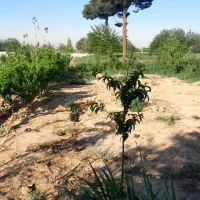 باغچه