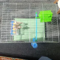 پرنده|پرنده|جوانرود, |دیوار