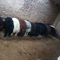 بره چاق درجه یک