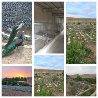 فروش-باغ-پرندگان-زینتی