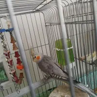 عروس هلندی نر ۵ماه رنگ طوسی  حرف میزنه