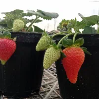 گلدان توت فرنگی و نعنا فلفلی