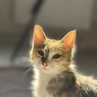 میشا ۶ ماه