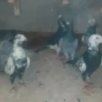 کفتر المانی