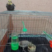 عروس هلندی نر و ماده بالغ