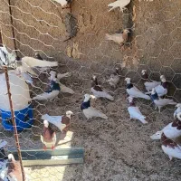 طوقی