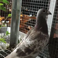 کفتر غوره ای پلاکی