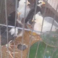 جوجه ۱۰ روزه