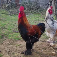 خروس‌ پاپری (برهما)