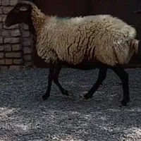 میش تخمی گله ای