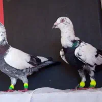 کبوتر. سار . بزک