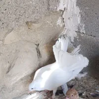 دم چتری|پرنده|بندر دیر, |دیوار