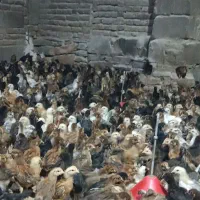 جوجه محلی گلپایگان سی روزه