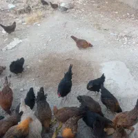 مرغ و خروس