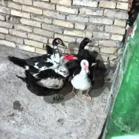 اردک روسی یک نر و ستا ماده تخم گذارن