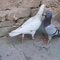 پرشی|پرنده|نیشابور, دهنو|دیوار