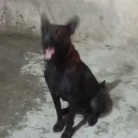 سگ سیاه