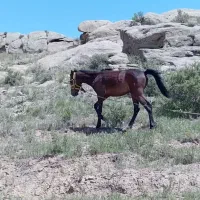 اسب نر ۷ماه